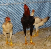 Unsere V-Tiere
