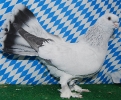 Unsere V-Tiere