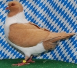 Unsere V-Tiere