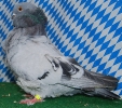 Unsere V-Tiere