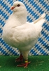 Unsere V-Tiere