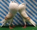 Unsere V-Tiere