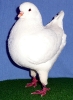Unsere V-Tiere