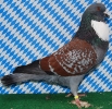 Unsere V-Tiere