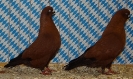 Unsere V-Tiere