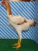 Unsere V-Tiere