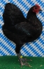 Unsere V-Tiere