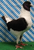 Unsere V-Tiere