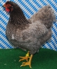 Unsere V-Tiere