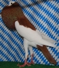 Unsere V-Tiere
