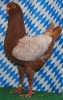 Unsere V-Tiere