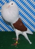Unsere V-Tiere