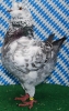 Die besten Tiere unseres Vereins