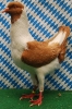 Die besten Tiere unseres Vereins