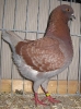 Die besten Tiere unseres Vereins
