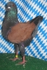 Die besten Tiere unseres Vereins