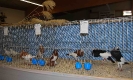 Tiere Bezirksschau