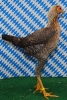 Tiere Bezirksschau