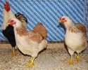 Tiere Bezirksschau