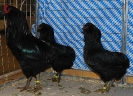 Tiere Bezirksschau