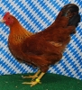 Tiere Bezirksschau