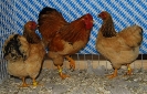 Tiere Bezirksschau