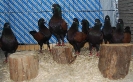 Tiere Bezirksschau