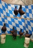 Tiere BezSchau 2016_1