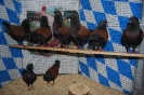 BezSchau_25