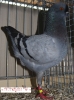 Tiere_14