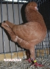 Tiere_15