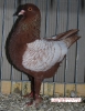 Tiere_18