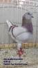 Tiere_19