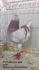 Tiere_20