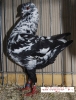 Tiere_22