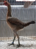 Tiere_28