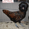Tiere_29