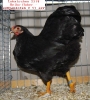 Tiere_30