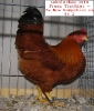 Tiere_33