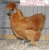 Tiere_34