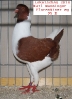Tiere_35