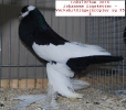 Tiere_36