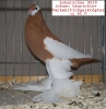 Tiere_37