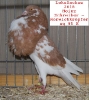 Tiere_38