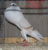 Tiere_39