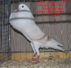 Tiere_40