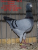 Tiere_42