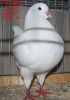 Tiere_43