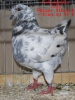 Tiere_44