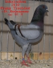 Tiere_45